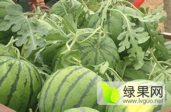 清苑西瓜著名品种温仁崔丽敏诚信合作