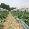 江苏睢宁京欣西瓜开园了，远销一线城市