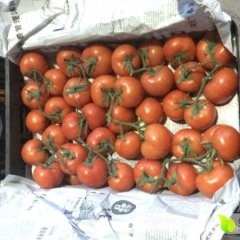 2016夹江西红柿值得出手