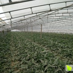 河北清苑京欣西瓜即将大量上市！