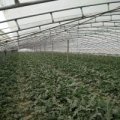 河北清苑京欣西瓜即将大量上市！