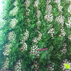 2015尚义芹菜抓住商机无限