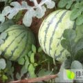 埇桥灰古周雨代办8424西瓜
