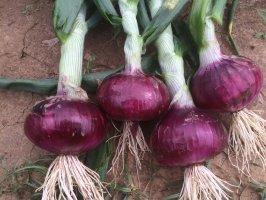 郯城红花张楠5月紫皮洋葱