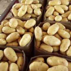 河北曲周荷兰十五土豆名优产品