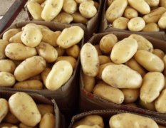 河北曲周荷兰十五土豆名优产品