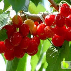 陕西大荔红灯樱桃价格行情平稳