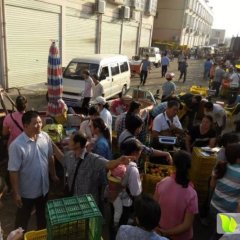 云南红提 贵港小张诚信合作