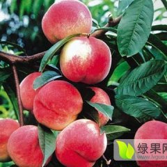 湖北枣阳美脆桃蜜桃营养丰富