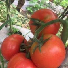 夹江甘江王成5月石头番茄西红柿