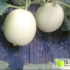 2016大荔西瓜值得出手