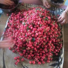 陕西樱桃价格大荔县陆地樱桃上市行情新鲜樱桃