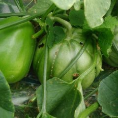 2016蒲城西瓜今年价格有看点