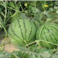 江夏金水邹先生5月早春红玉西瓜