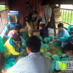 2016蒲城西瓜走过路过不要错过