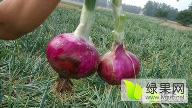 河南通许紫皮洋葱口感爽口