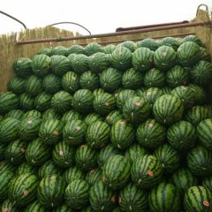 陕西蒲城供应甜王/京欣/黑无籽西瓜