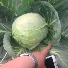 代收河北唐山甘蓝 中甘21 中甘11 铁头包菜