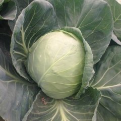 河北唐山陆地 甘蓝 卷心菜 大量供应中