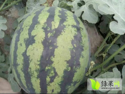 2016年陕西蒲城甜王系列价格