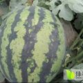 蒲城西瓜即将上市，面积大