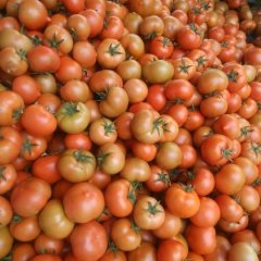 昌邑都昌孙晓梅5月齐达利西红柿