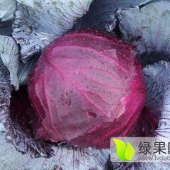 河北永年供应优质紫甘蓝
