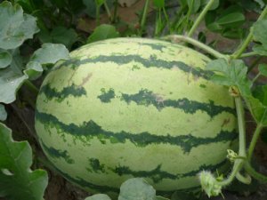 陕西西瓜种植基地