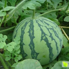 嘉兴市秀洲区，虹阳路口范滩村8424西瓜