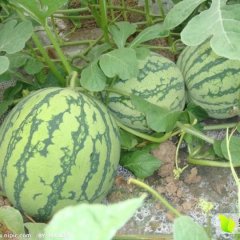 陕西西瓜，8424西瓜专供！蒲城西瓜基地