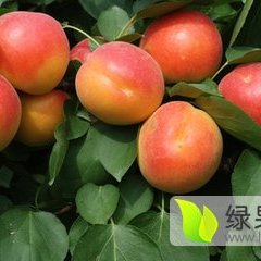 陕西大荔丰源红杏杏子随行就市