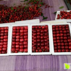 2016临猗樱桃再不来就没机会了！