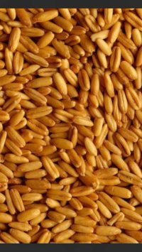 湖北宜城冬小麦上货量大