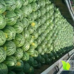 2016清苑西瓜今年价格有看点