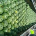 2016清苑西瓜今年价格有看点