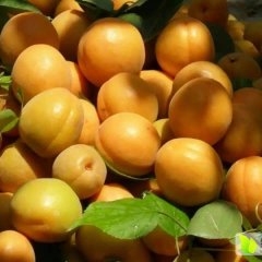 临猗嵋阳任午5月金太阳杏杏子