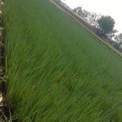 章丘大葱产销两旺宁家埠李奎诚信合作