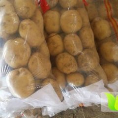 昌黎土豆随行就市,新集万立强诚信合作