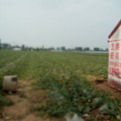 饶阳老刘老刘5月京欣西瓜