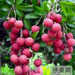 广西灵山无核荔枝长势喜人，欢迎收购