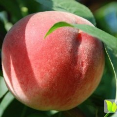 2016蒙阴蜜桃走过路过不要错过