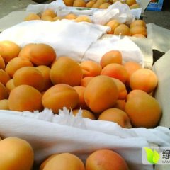 陕西大荔县凯特杏产地上市价格