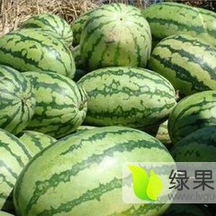 2016蒲城西瓜再不来就没机会了！