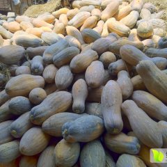 2016武鸣南瓜大量上市