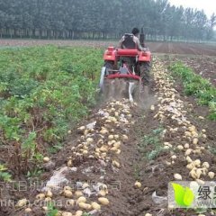 河南开封土豆俏销大江南北