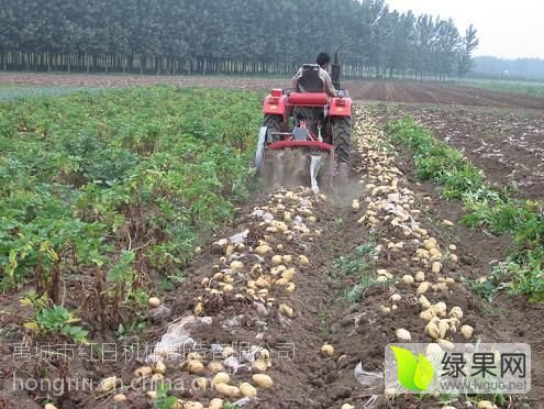 2016年河南通许荷兰七号价格