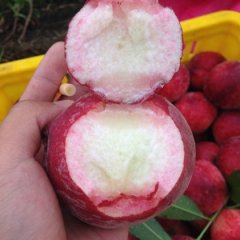 枣阳蜜桃长势旺盛,七方王东诚信合作