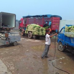 高青芹菜火爆招商中