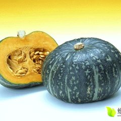 河北清苑黑皮南瓜大量上市