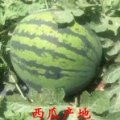 大荔西瓜质量上乘,范家赵家川诚信合作